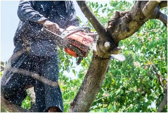 tree services Corcovado